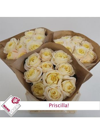 R GR4! PRISCILLA!