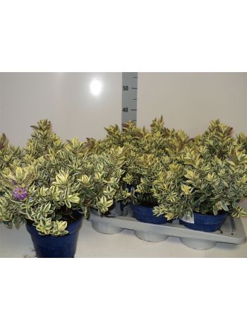 HEBE AND VARIEGATA