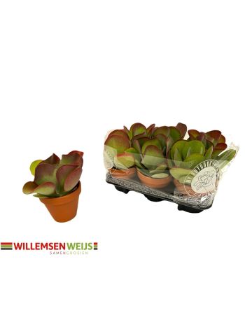 KALAN THYRSIFLORA