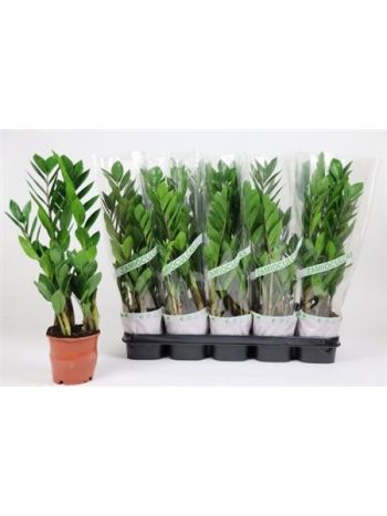 ZAMIOCULCAS ZAMIIFOL