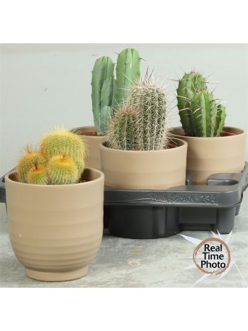 CACTUS GEM *4 KASPÓS
