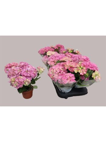 HYDR M 3+ EARLY ROSA