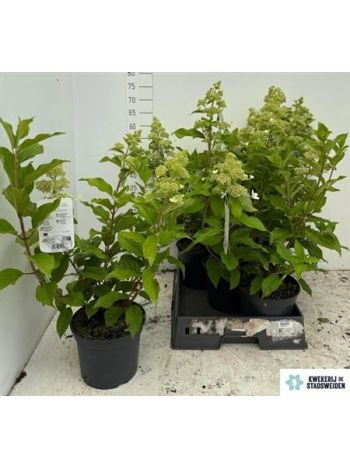 HYDR PANICULATA
