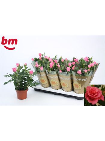 RO D PINK B MONDE