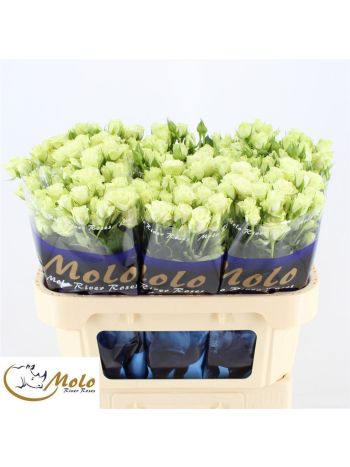 R TR  GREEN GLOW 70CM