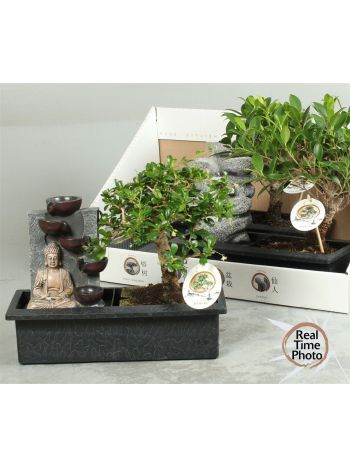 BONSAI GEM CSOBOGÓS