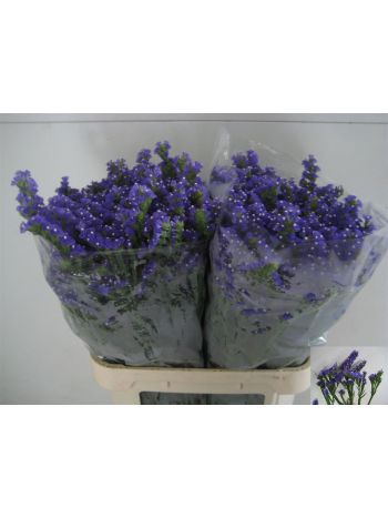 LIM S CRYST DARK BLU 70CM