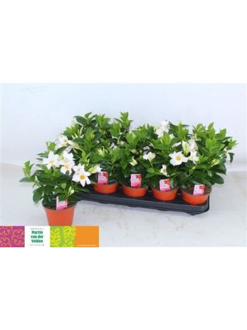 MANDE RIO WHITE
