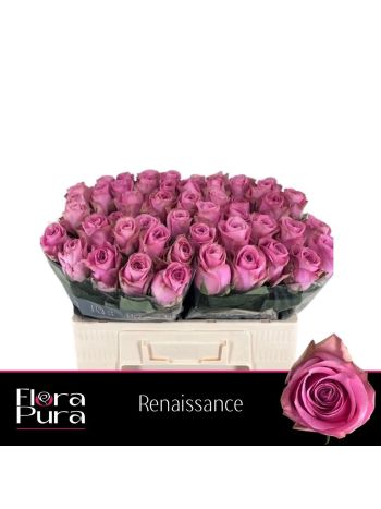 R GR5 RENAISSANCE