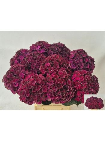 HYDR M MAG DARK RUBY 60CM