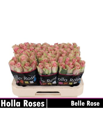R GR BELLE ROSE 60CM