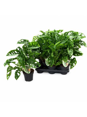 MONSTERA OBLIQUA