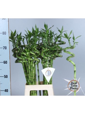 DRAC S LUCKY BAMBOO