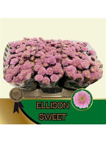 CHR SAN ELLISON SWEET