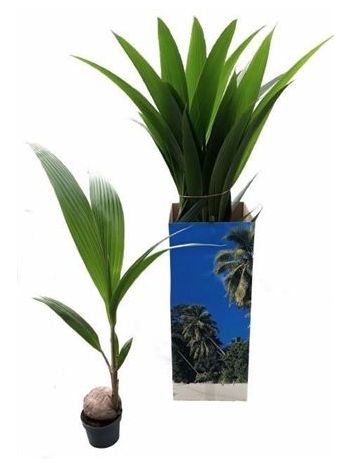 COCOS NUCIFERA