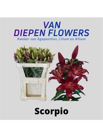LI OR SCORPIO