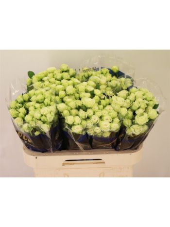 R TR  GREEN GLOW 60CM