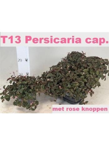 PERSI CAPITATA KESERŰFŰ AKCIO