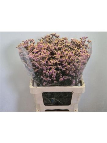 LIM SIN BLUSH DIA 65CM
