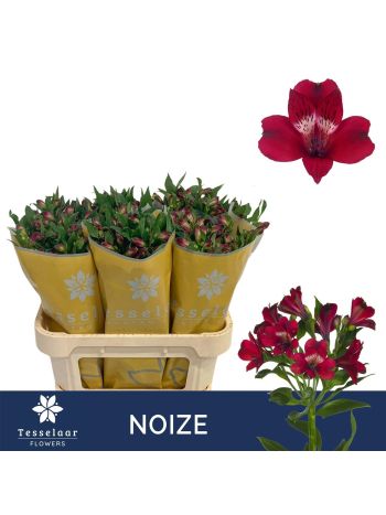 ALSTR NOIZE