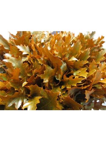 QUERC RUB OV KLB H% - ORANJE