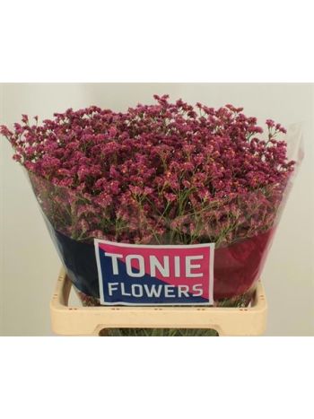 LIM SIN CHINA RED 65CM