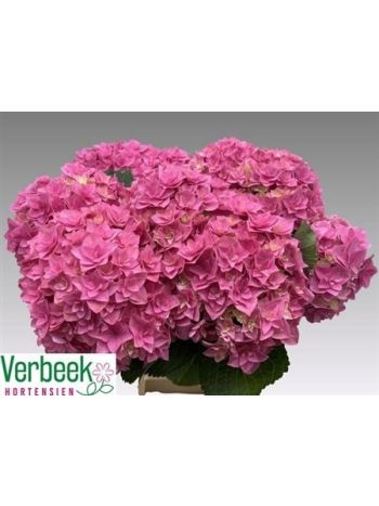 HYDR M ROY KISS 60CM