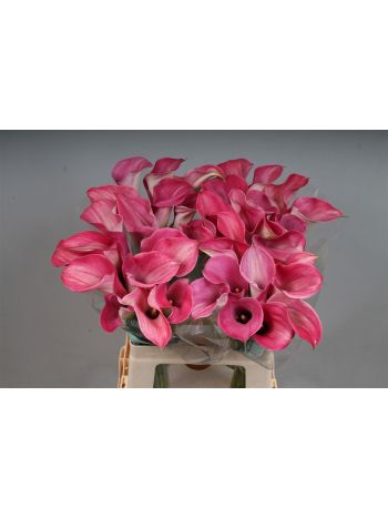 ZANT CAPT ROMANCE 60CM