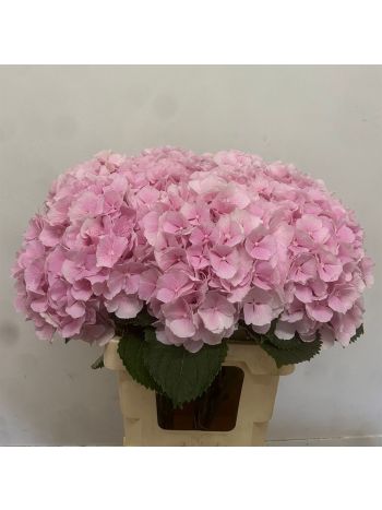 HYDR M VERENA 60CM