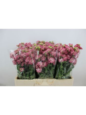 MATTH STOX ROSE PINK