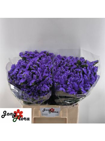LIM S PIPPA WINGS 60CM