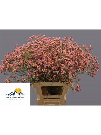LIM SIN PRIN DIAMOND 70CM