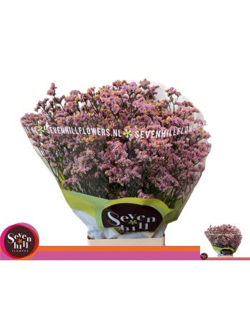 LIM SIN BLUSH DIA 70CM