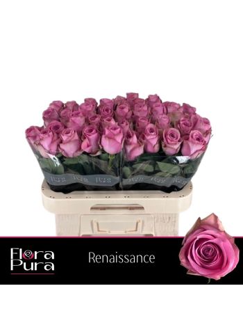 R GR RENAISSANCE 60CM