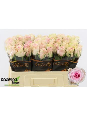R GR5 DUCHESSE
