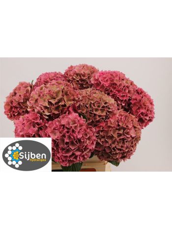 HYDR M RODEO CL 60CM