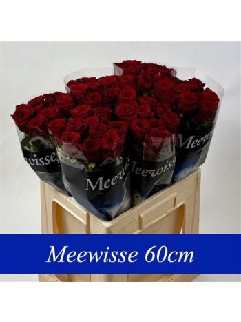 R GR RED NAOMI! 60CM