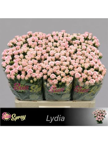 R TR LYDIA 60CM