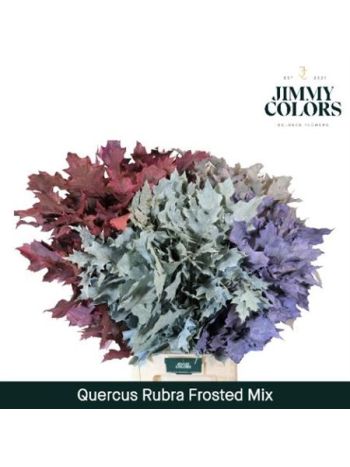 QUERC RUB OV KLB H% - MIX FROST 80CM