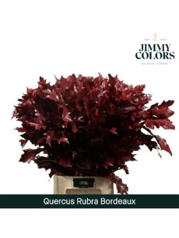 QUERC RUB OV KLB H% - BORDEAUX 80CM