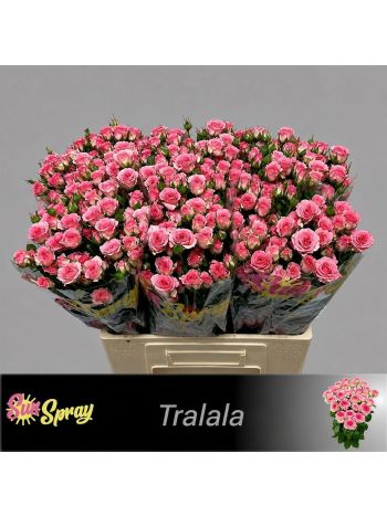 R TR TRALALA 60CM
