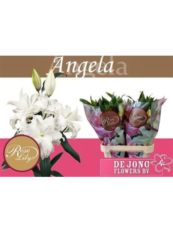 LI OR DU RL ANGELA