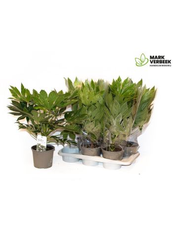 FATSIA VARIEGATA