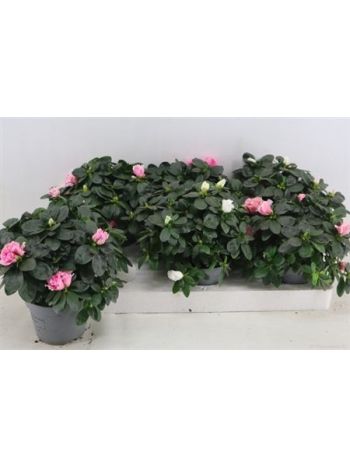 RHODO SI VOGEL GEM