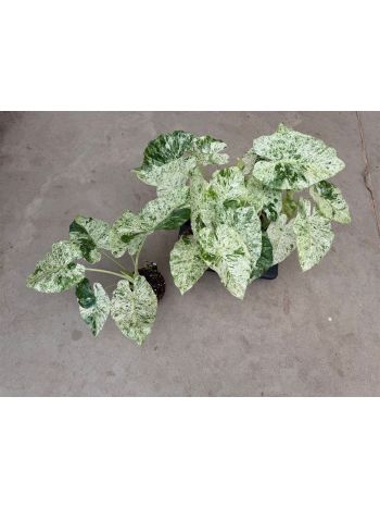 ALOC MACRORRHIZOS