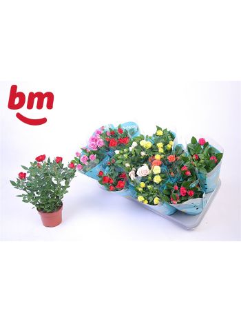 RO B MONDE GEM