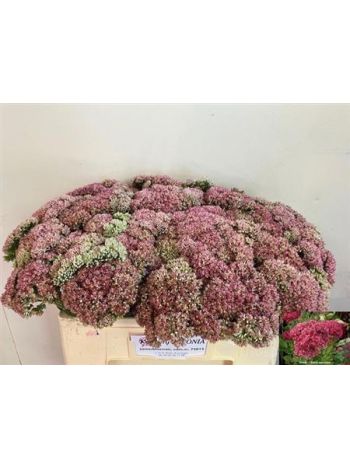 SEDUM SPECTABILE