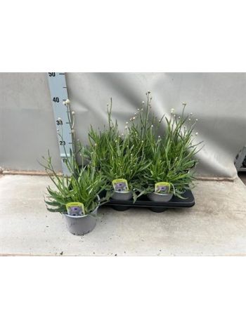 CATANANCHE CAERULEA ZÖRGŐVIRÁG