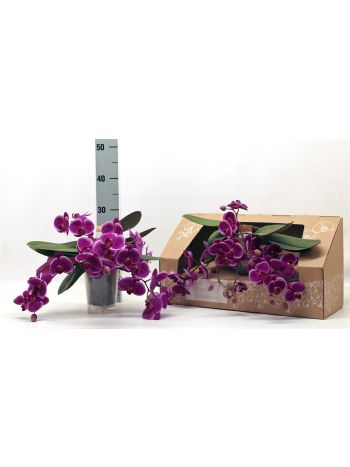 PHAL TABLE PAARS ORHIDS DOBOZOS