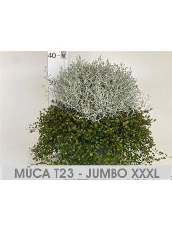 CALO BROWNII + MUEHL EXTRA